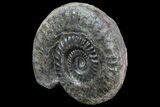 Jurassic Ammonite (Hildoceras) - England #81302-1